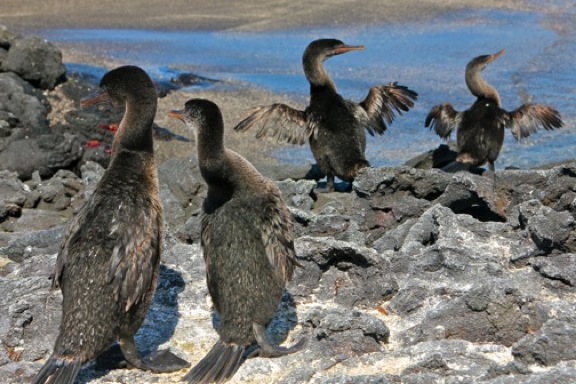 galapagos flightless cormorants2 GALAPAGOS ISLANDS DAY 2  Photo Gallery